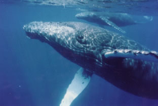 Humpback Mother and Calf