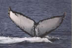 Humpback Fluke