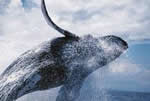 Humpback Breaching